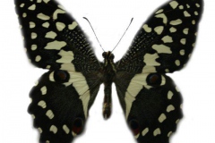 Papilio-demodocus-var-carrei