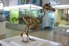 Skeleton-of-Dodo