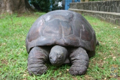 Sumeires-tortoise