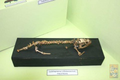 giant-Mauritian-Lizard