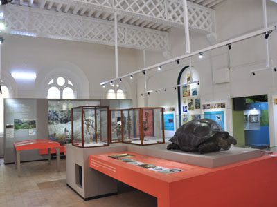 Dodo Gallery